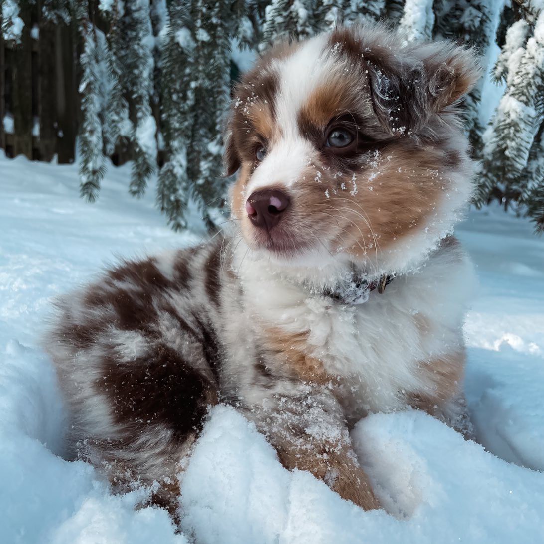 Tracy - Australian Shepherd Puppy